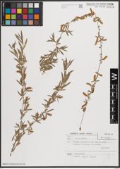 Foto von Salix capusii Franch.